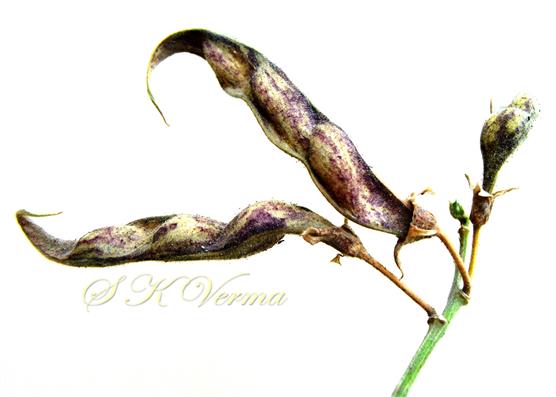 Legumes
